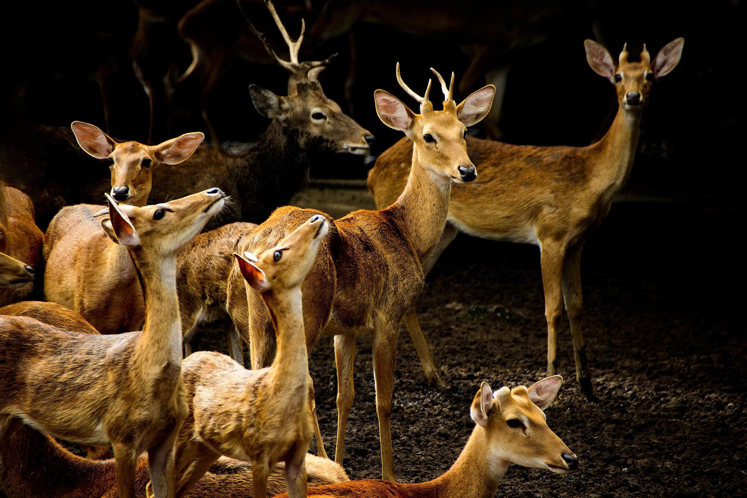 HƯƠU VÀNG_ full_1