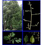 Cây Trám trắng_0