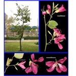 Cây Móng bò hoa tím_0