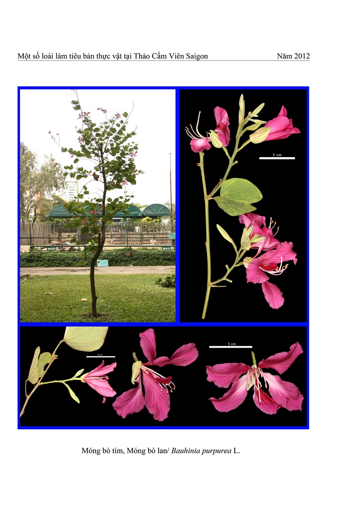 Cây Móng bò hoa tím