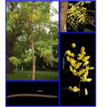 Cây Bò cạp nước_0