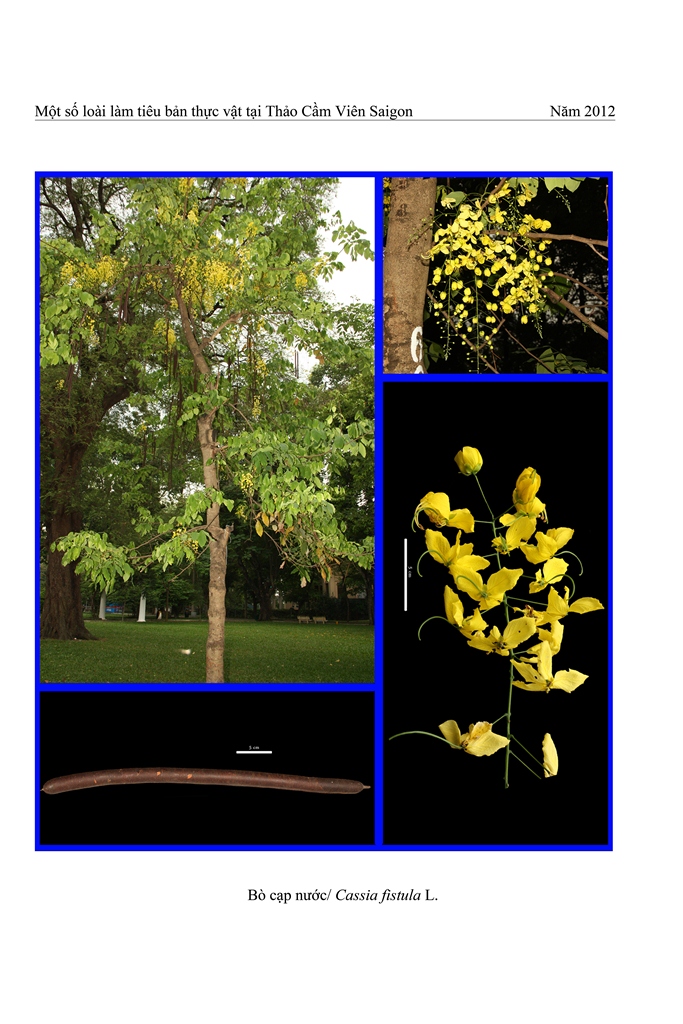 Cây Bò cạp nước