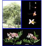 Cây Muồng hoa đào_0