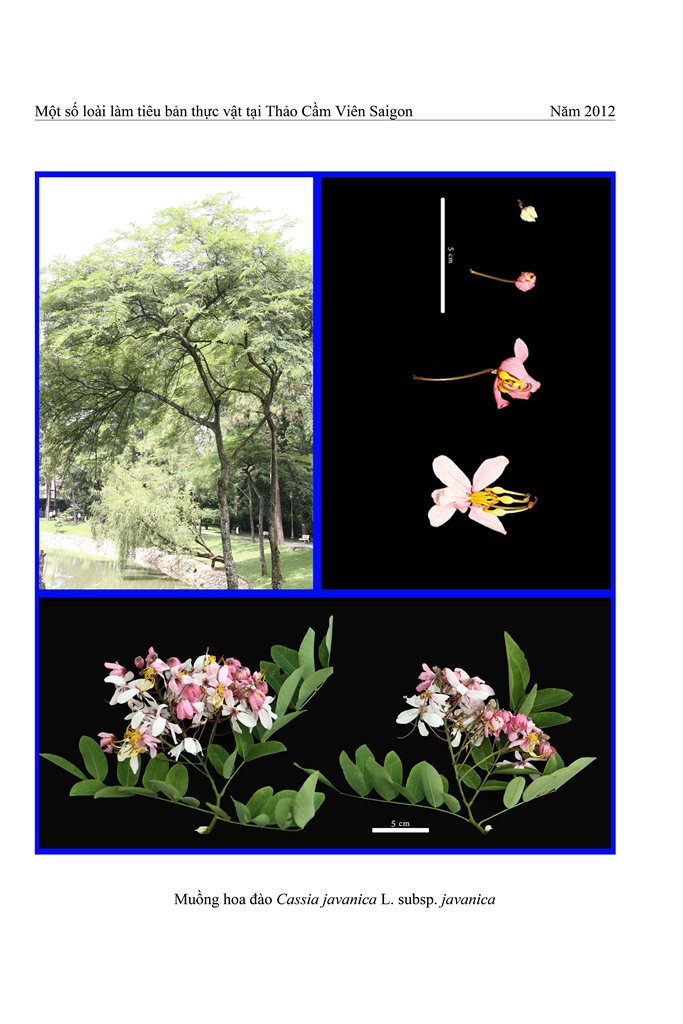 Cây Muồng hoa đào