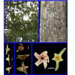 Cây Dầu con rái_0