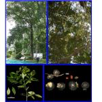 Cây Cẩm lai Bà Rịa_0