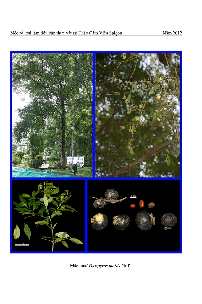 Cây Cẩm lai Bà Rịa