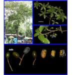 Cây Chập choại_0