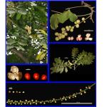 Cây Gội nước_0