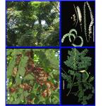 Cây Cườm rắn_0