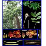 Cây Thiết đinh lá bẹ_0