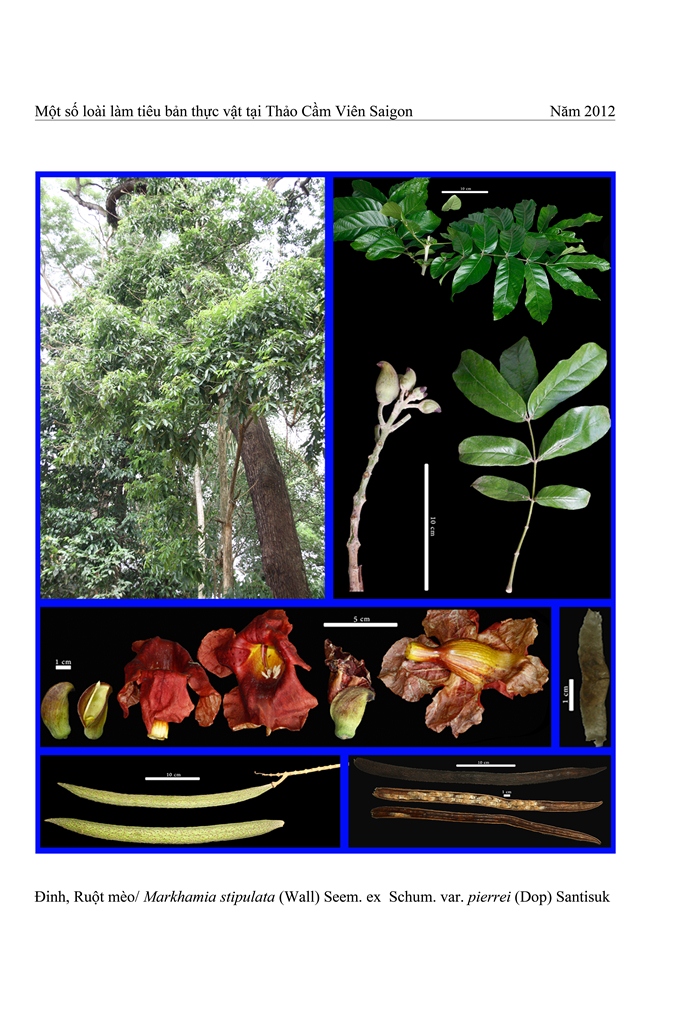 Cây Thiết đinh lá bẹ