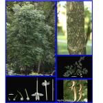 Cây Đạt phước_0