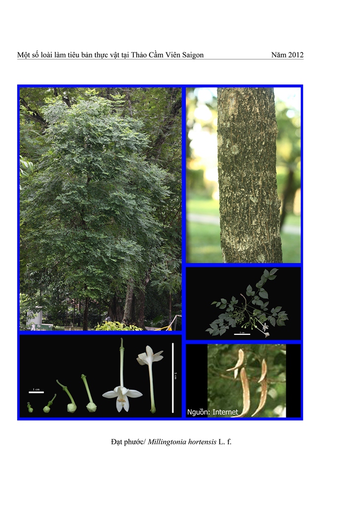 Cây Đạt phước