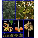 Cây Trôm Nam Bộ_0