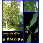 Cây Trầm hương_0