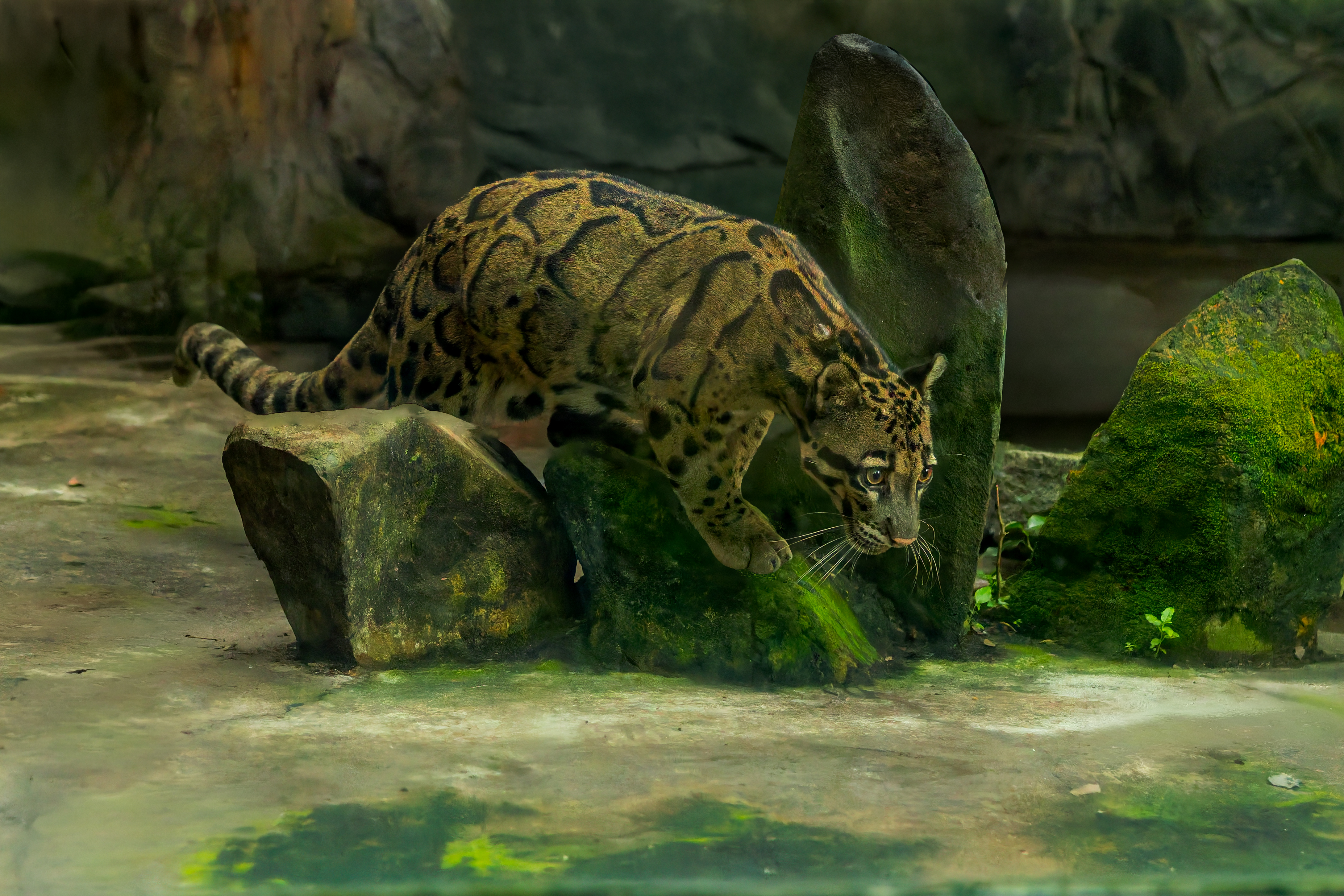 Bùi Trọng Hiếu (11)