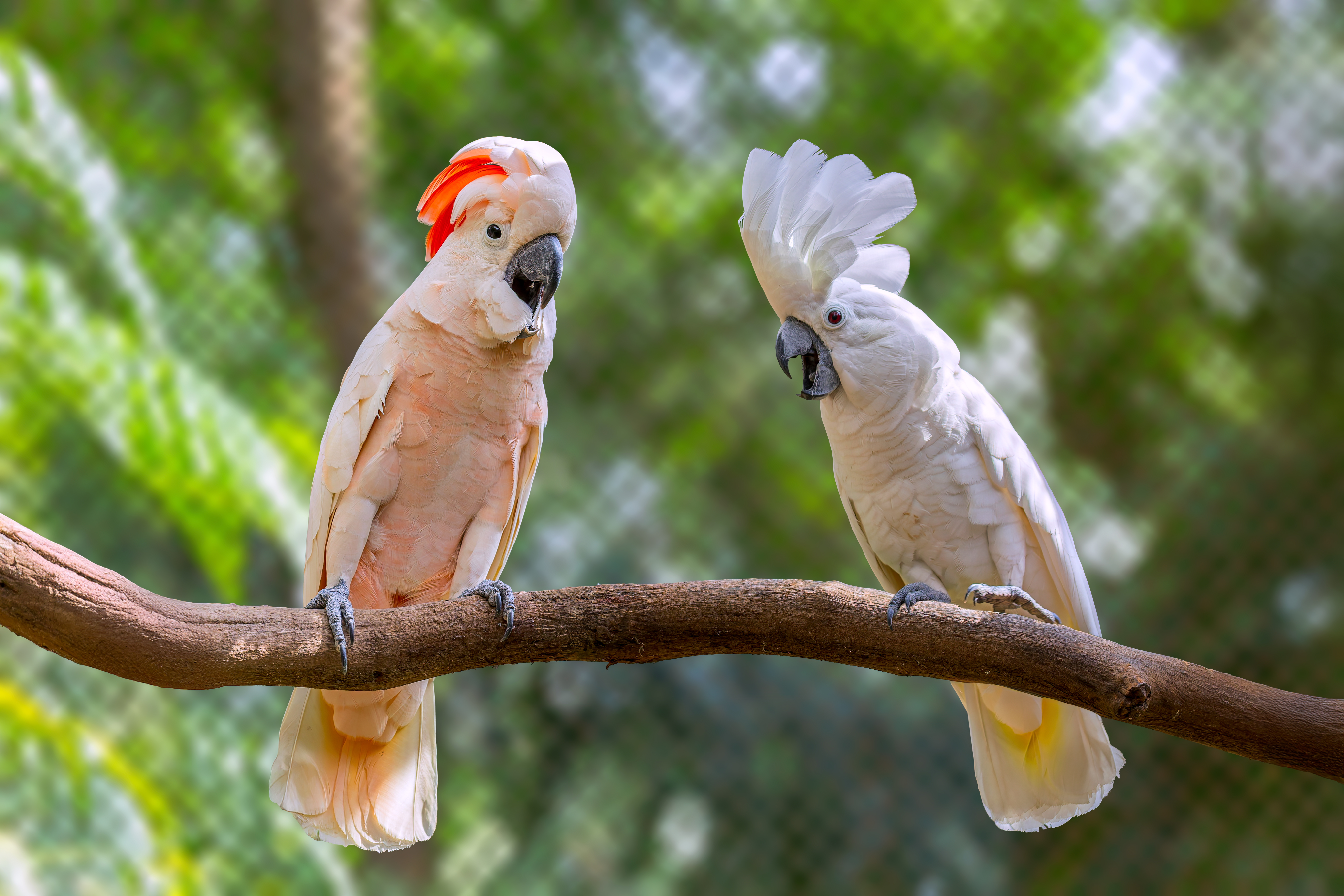 Bùi Trọng Hiếu (12)