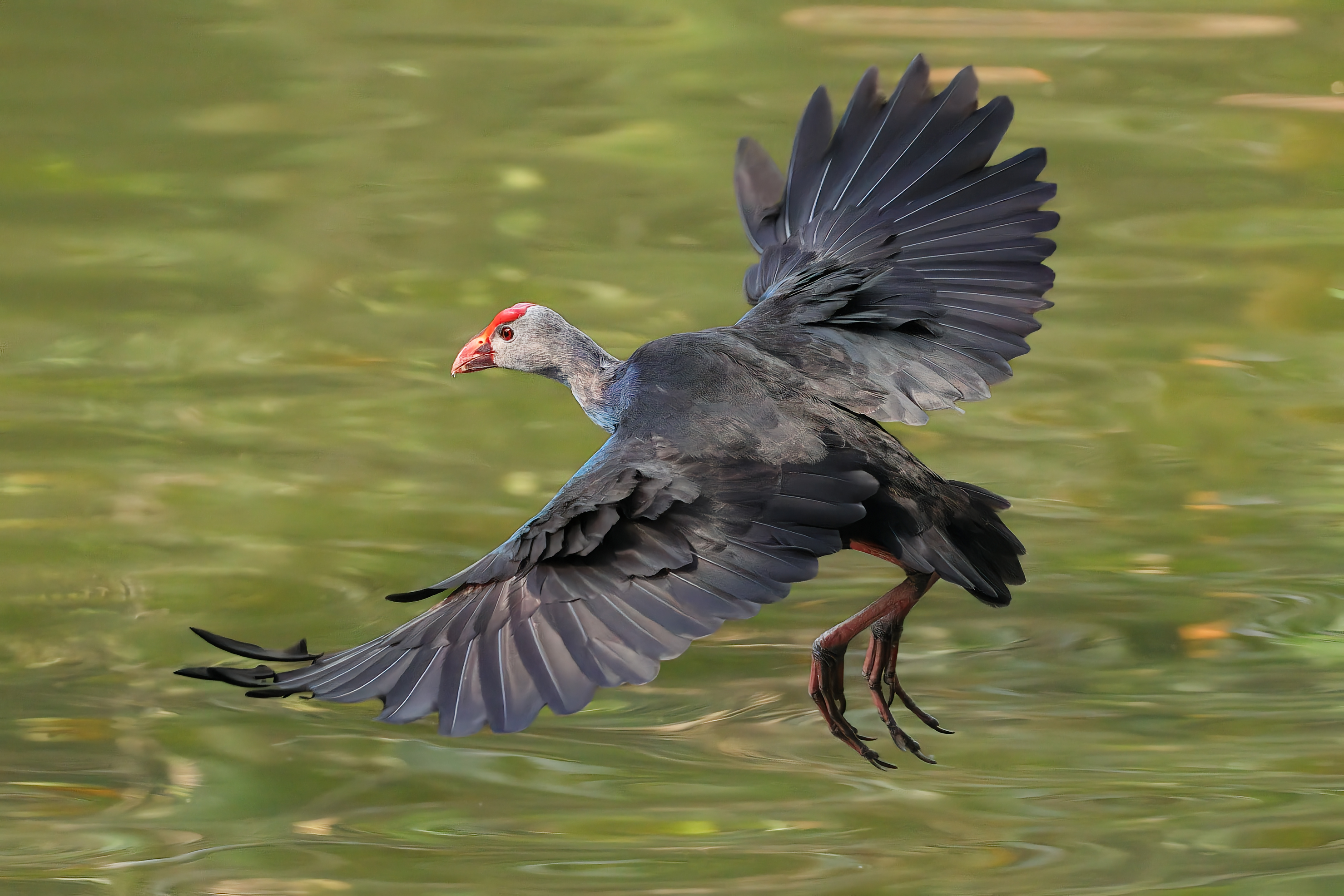 Bùi Trọng Hiếu (3)