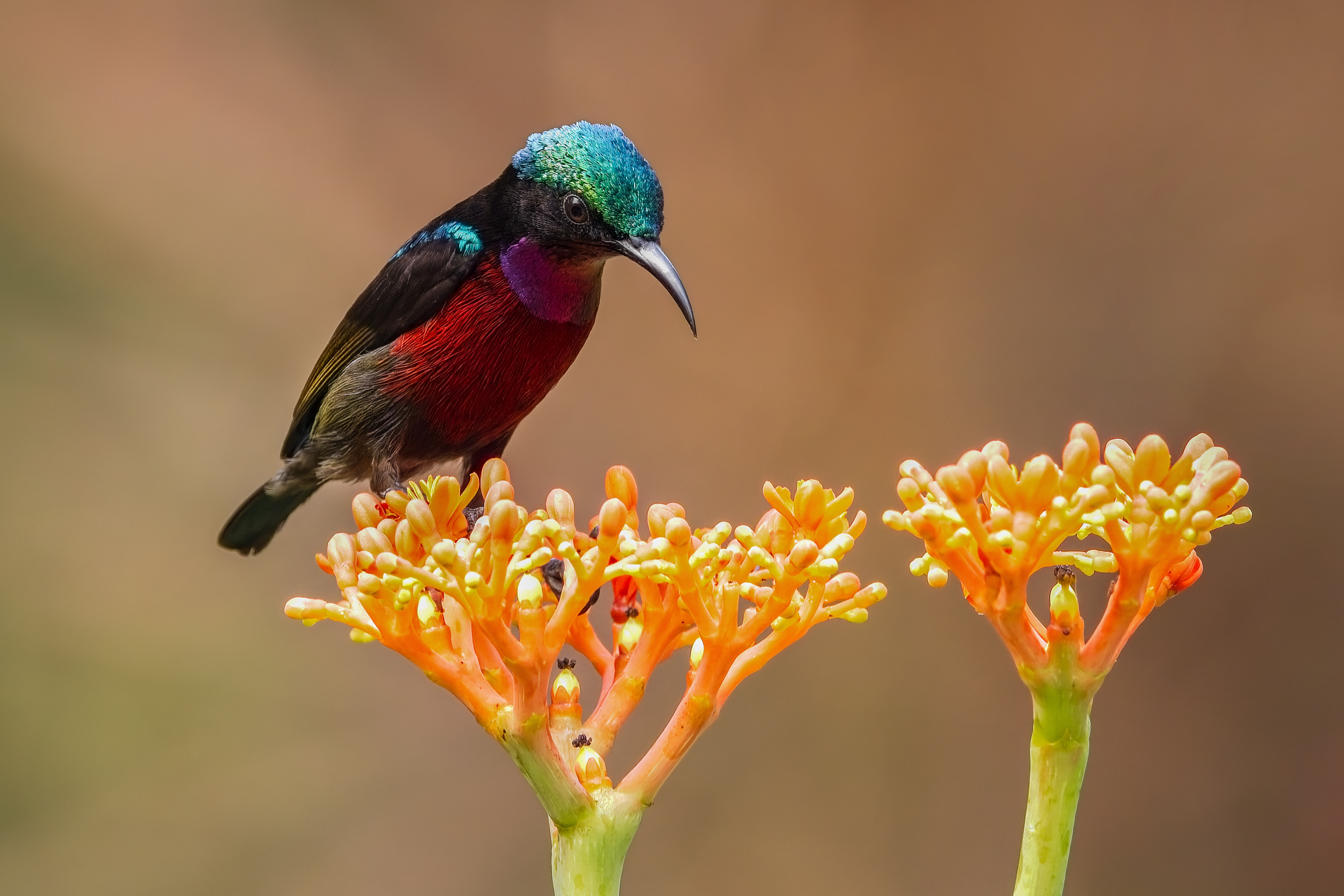 Bùi Trọng Hiếu (8)