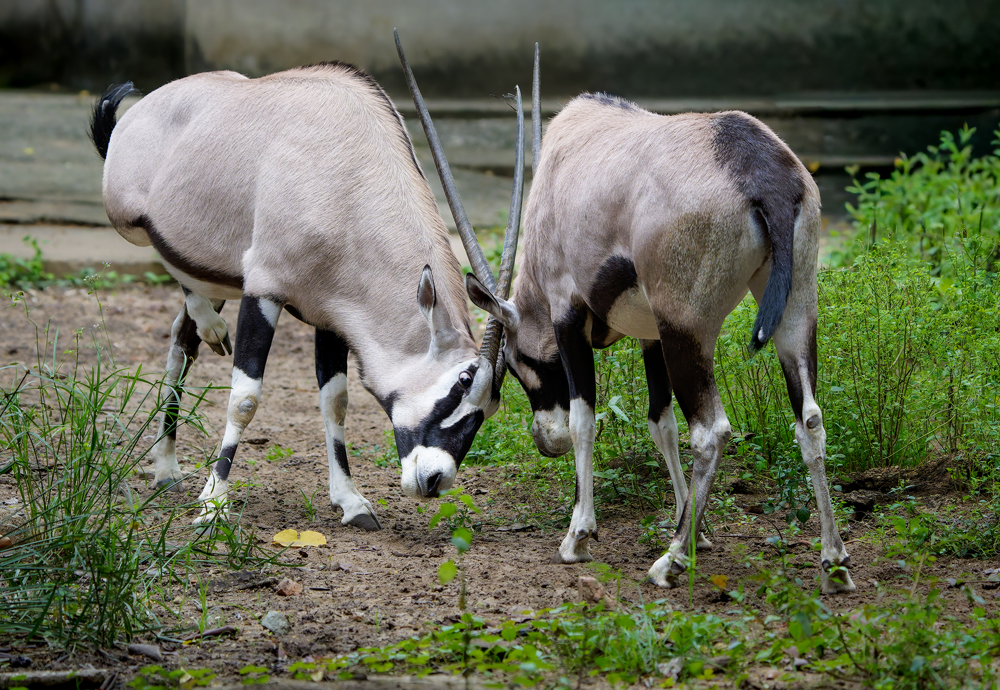 Đinh Xuân Trường (2)