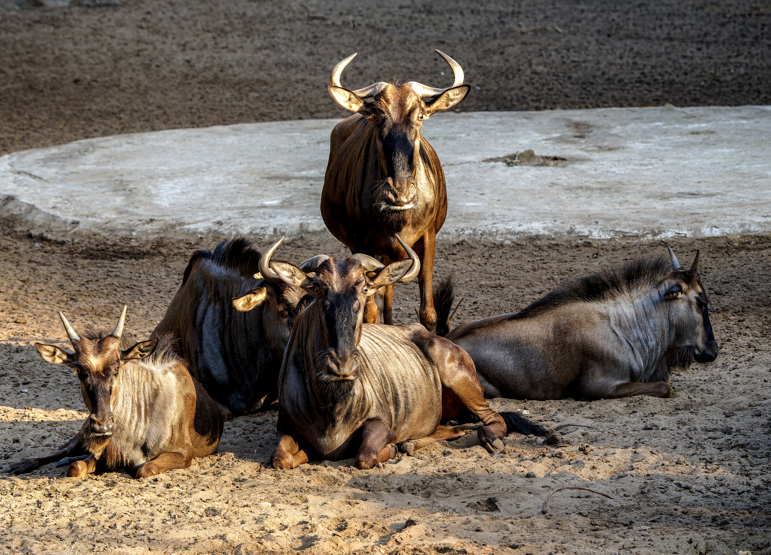 Đinh Xuân Trường (4)