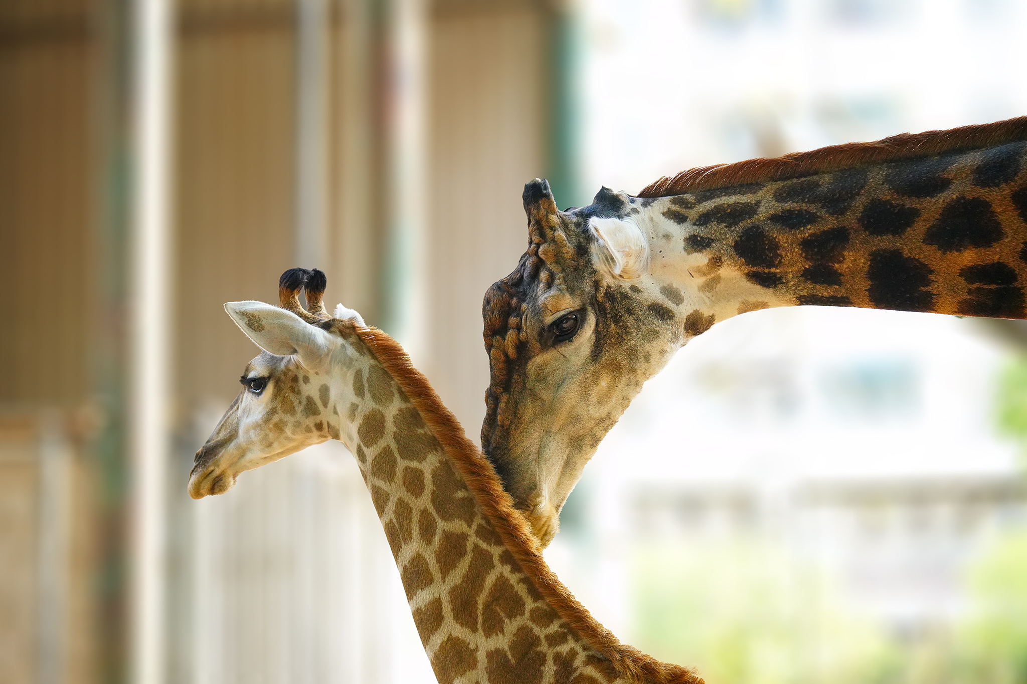 Le Tinh -Sắp có đồ ăn rồi, con chờ chút nhé