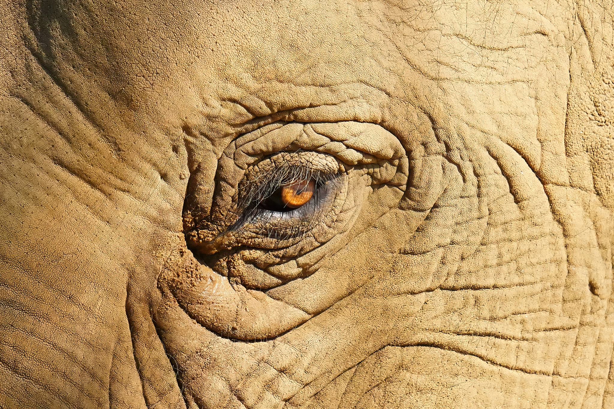 Le Tinh -Vết thời gian_Đôi mắt kẻ si tình