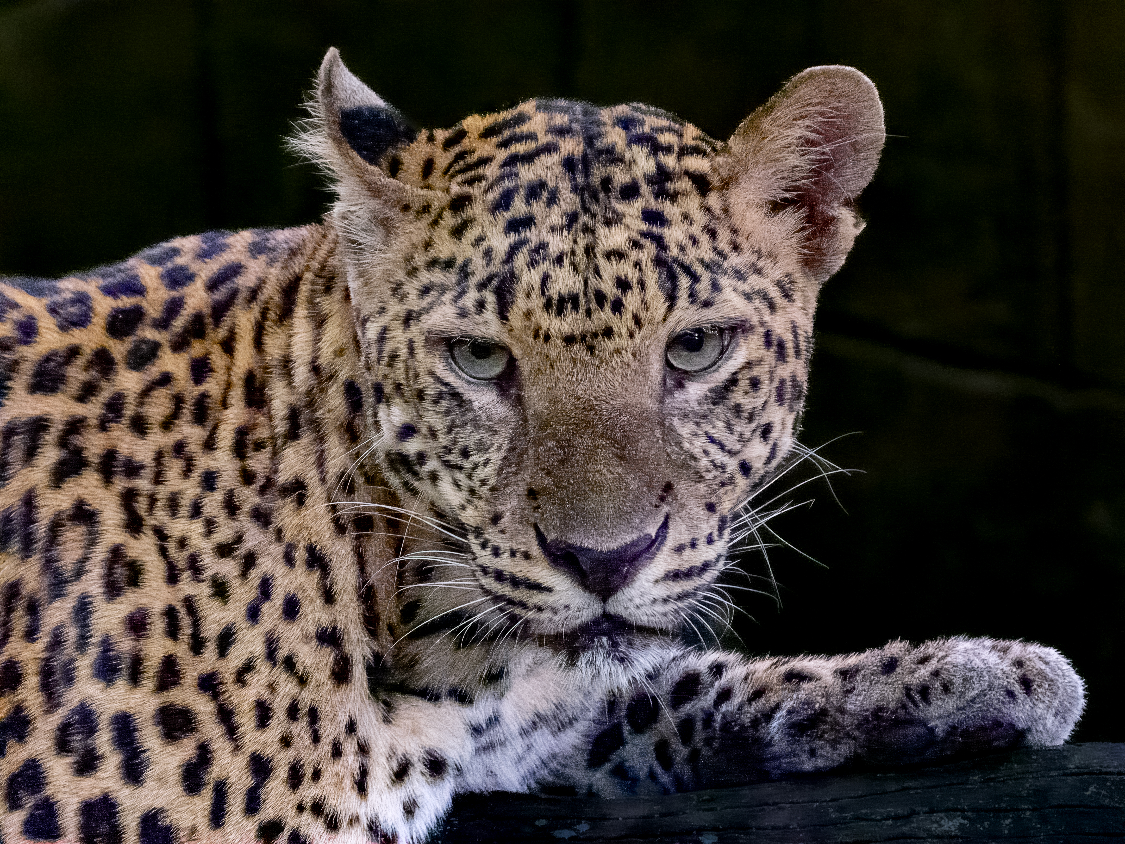 Nguyễn Đình Hoàng (2)