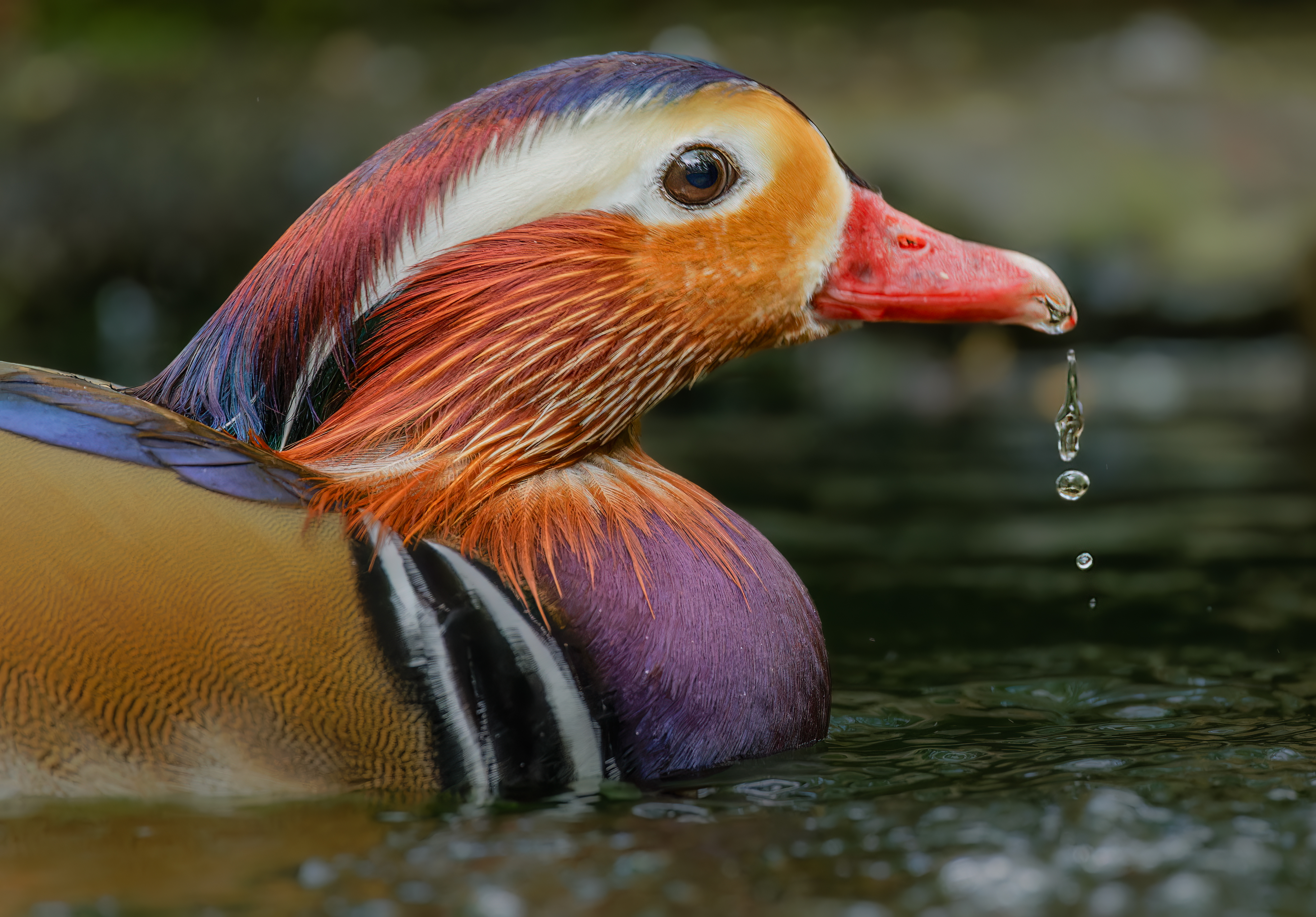 Nguyễn Đình Hoàng (5)