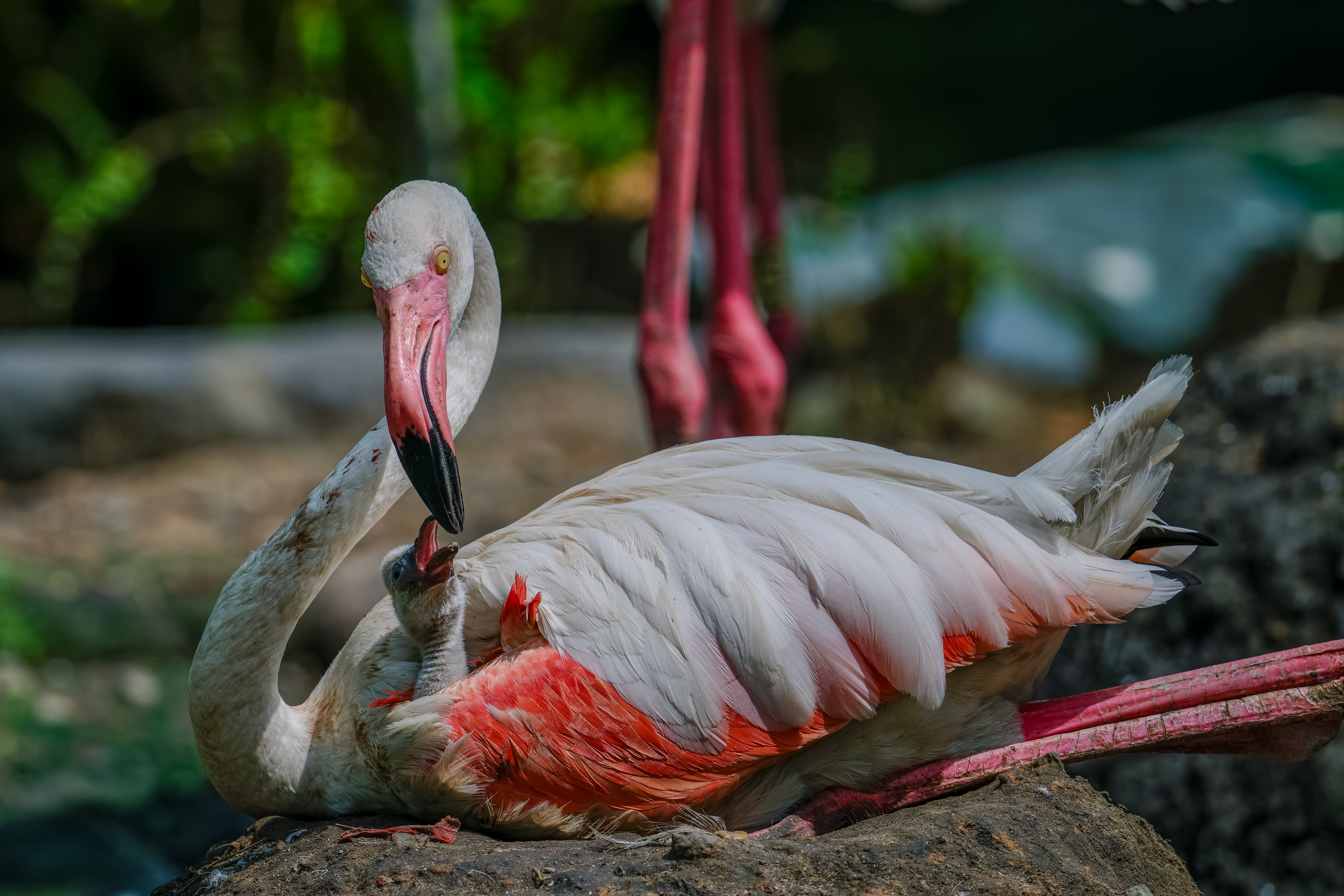 Nguyễn Đình Hoàng (7)
