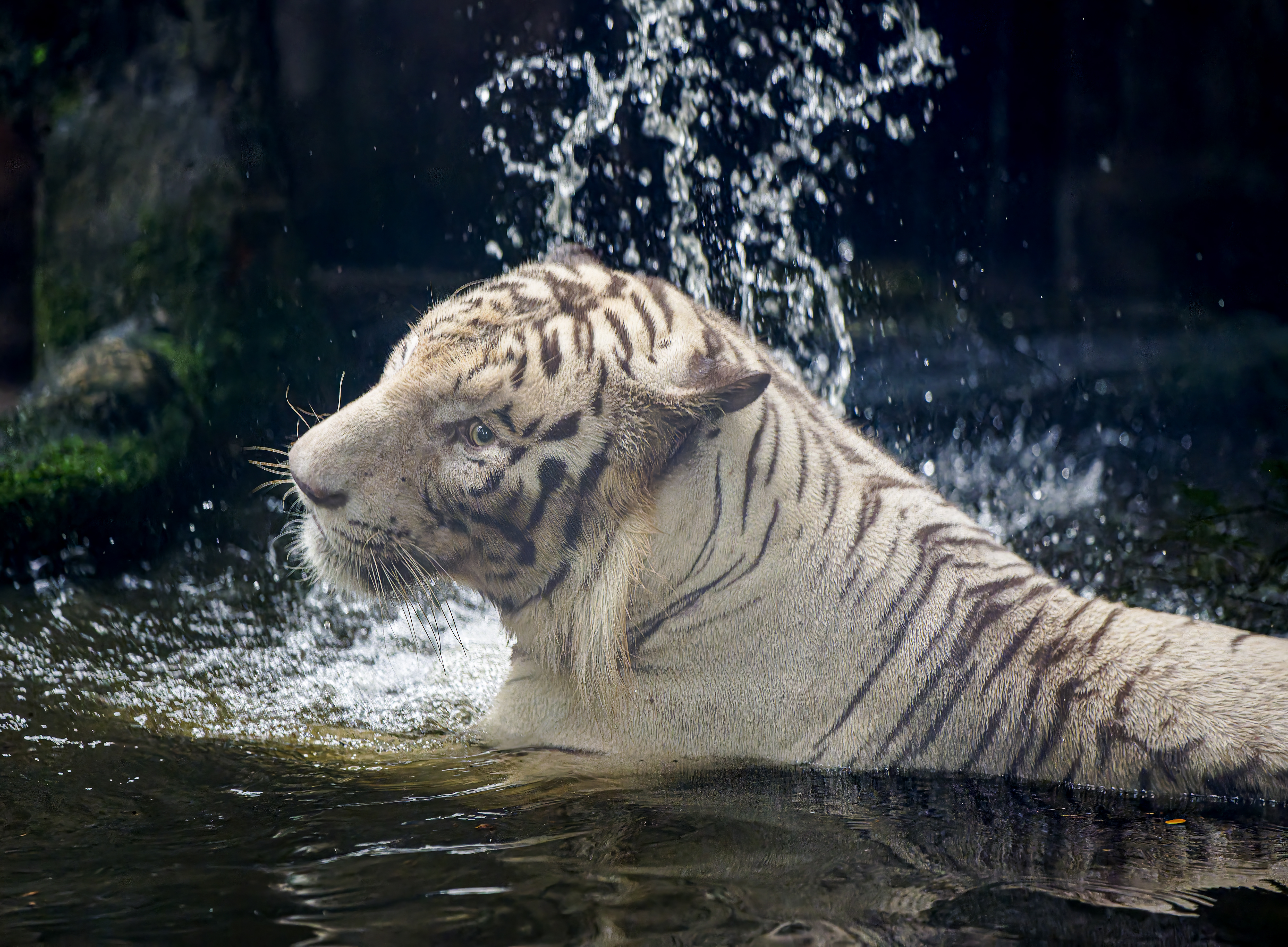 Trường Đinh (11)