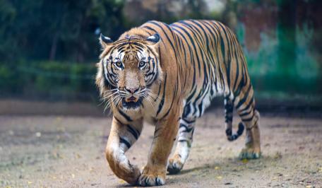 Hổ bengal
Ảnh: Đinh Xuân Trường