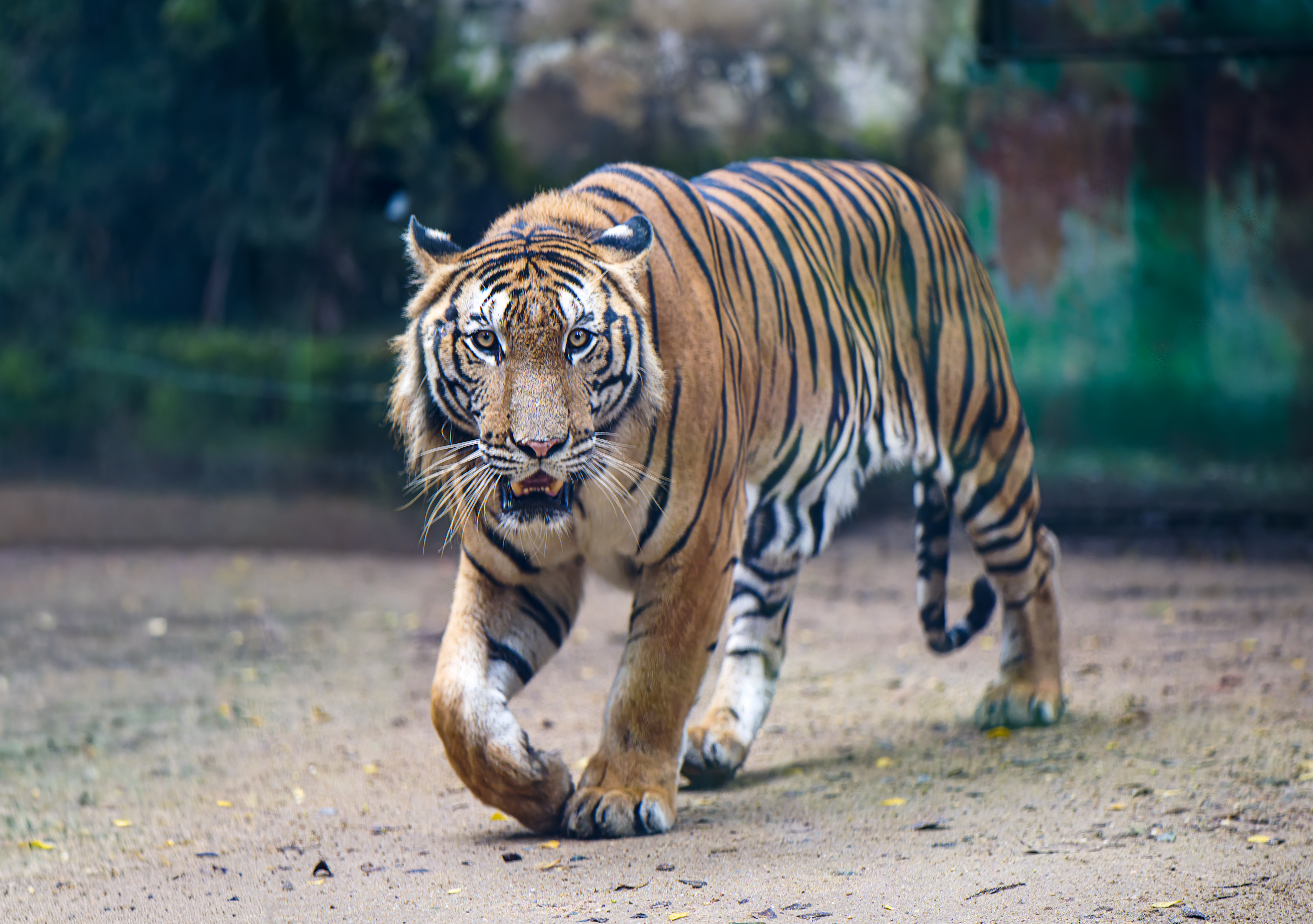 Trường Đinh (12)