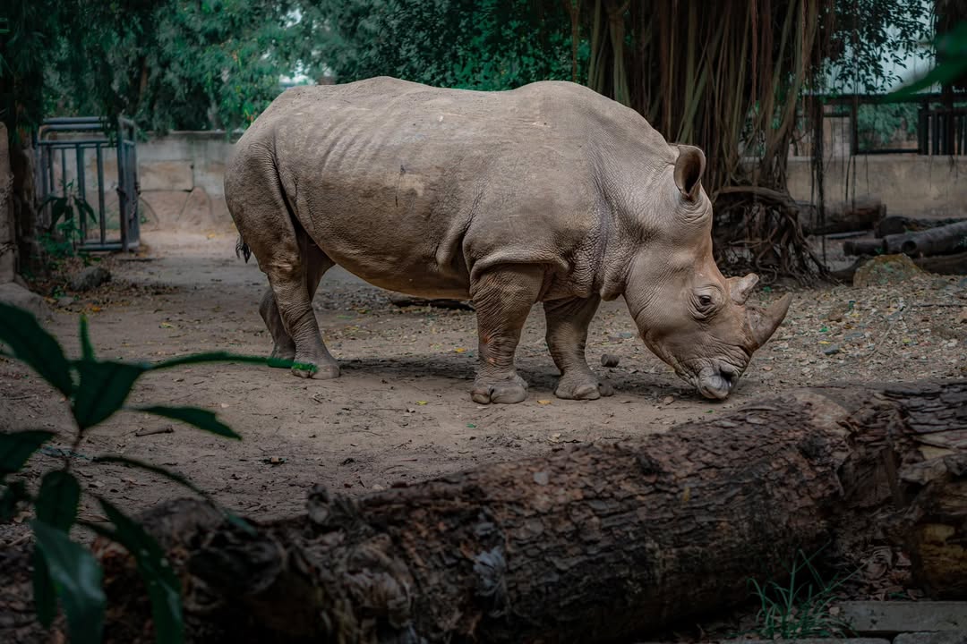 image-1428948045421211