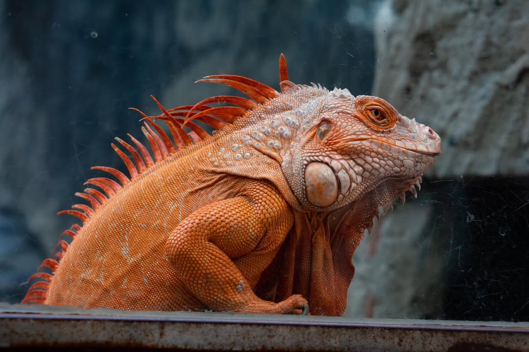 image-867805769330623