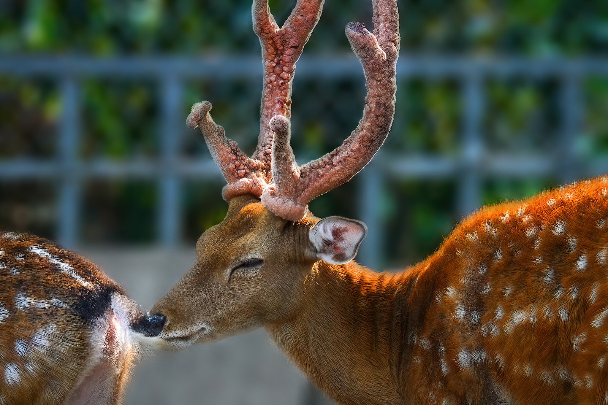 LHT00051-ảnh hài hước