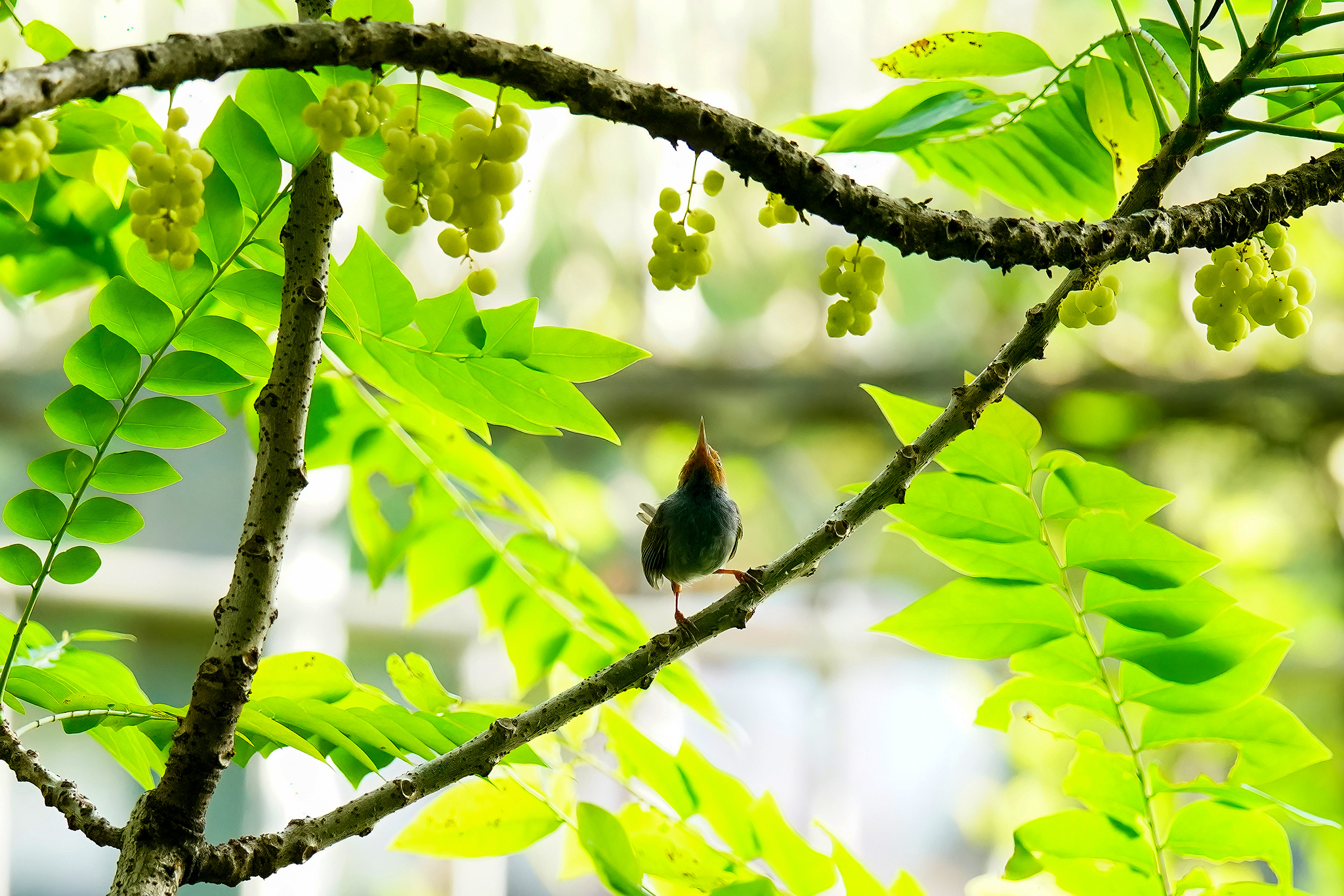 LHT00062-Bao lâu rồi bạn chưa thấy trái chùm ruột_