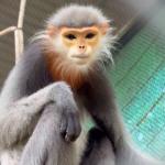 CHÀ VÁ CHÂN XÁM_0