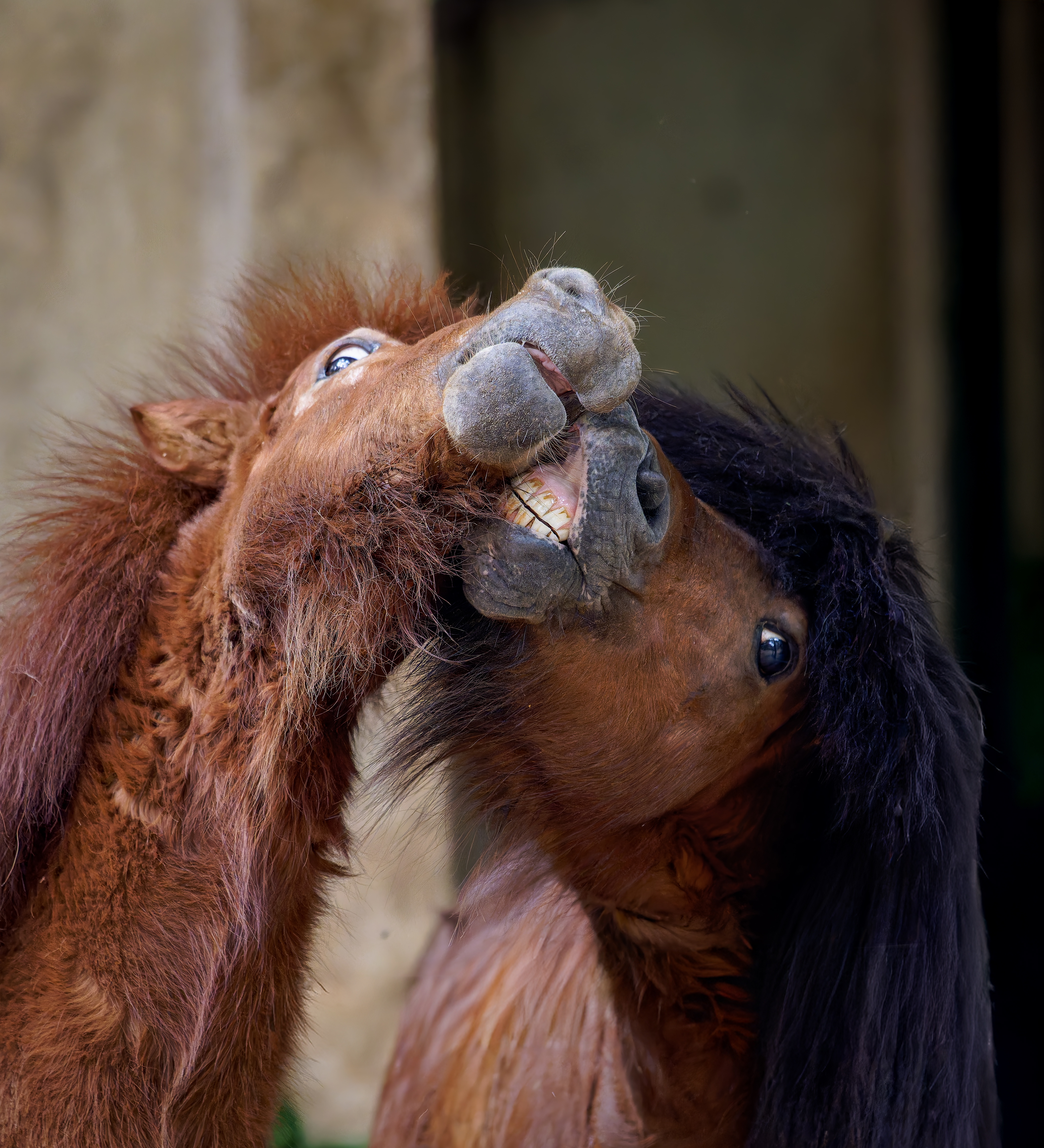 DSC01288-DxO_DeepPRIME XD2s_XD