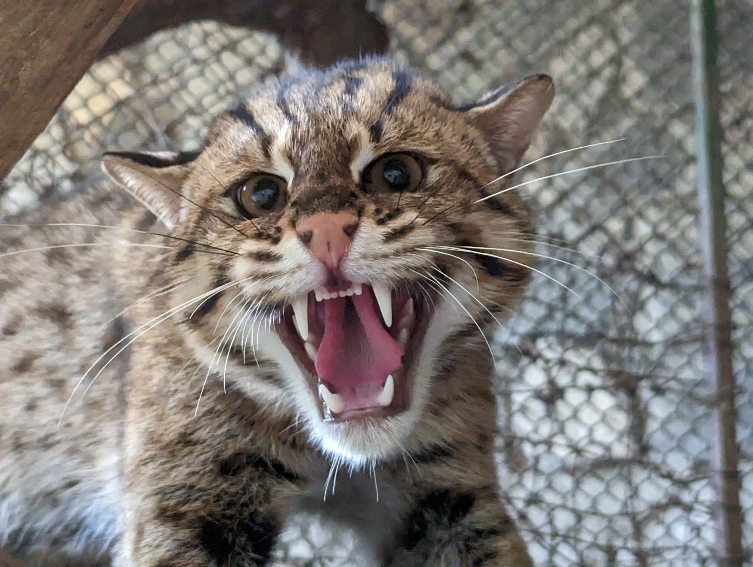 z5083422426273_d2c97c5211b216c818121621fa10c932