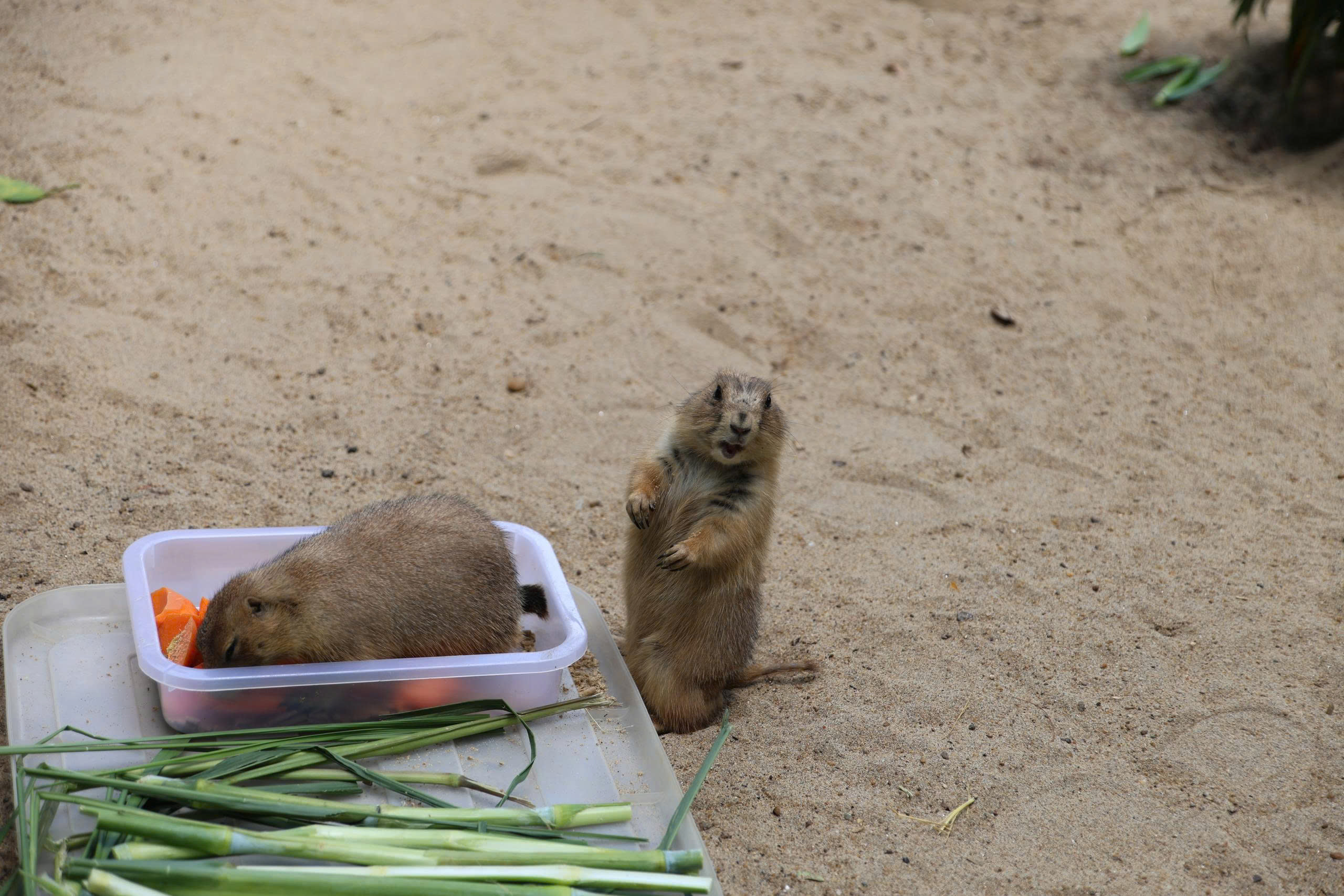 z7222560117204_3e32ad7010643033be436a4c18b5aa2d