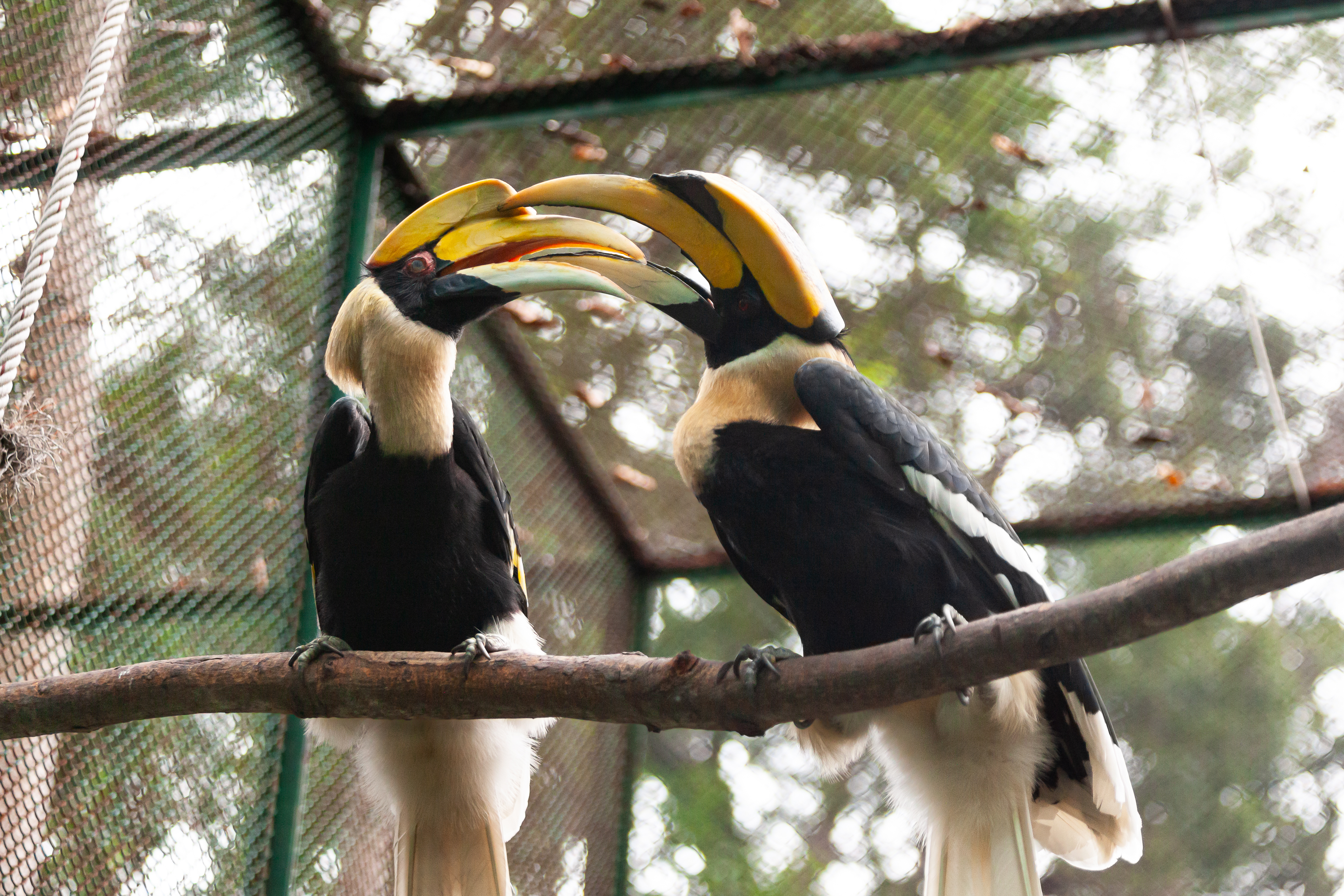 HỒNG HOÀNG_ full_2