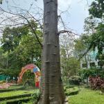 Cây Bao báp_2