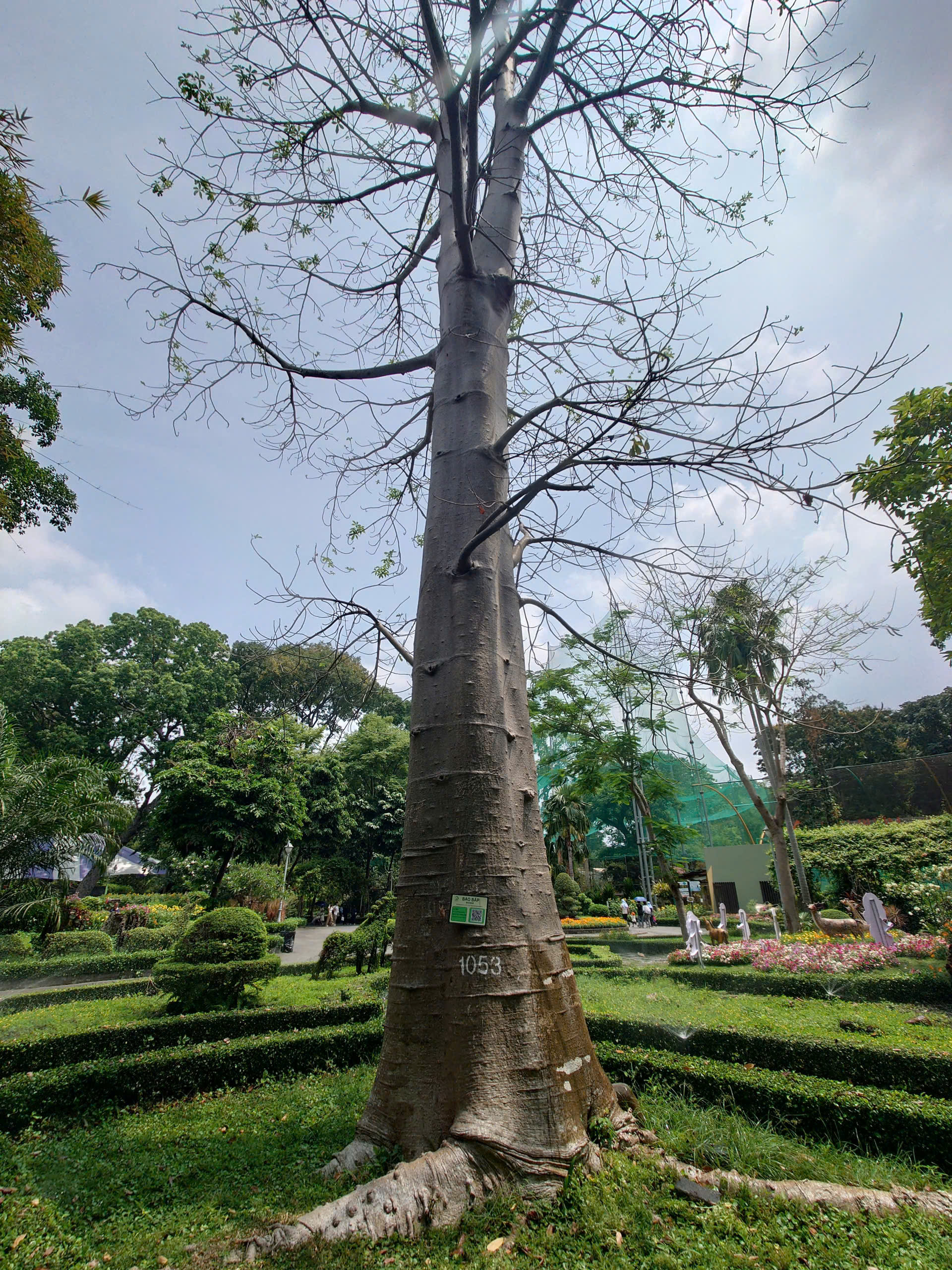 Cây Bao báp