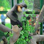 CHÀ VÁ CHÂN ĐEN_1