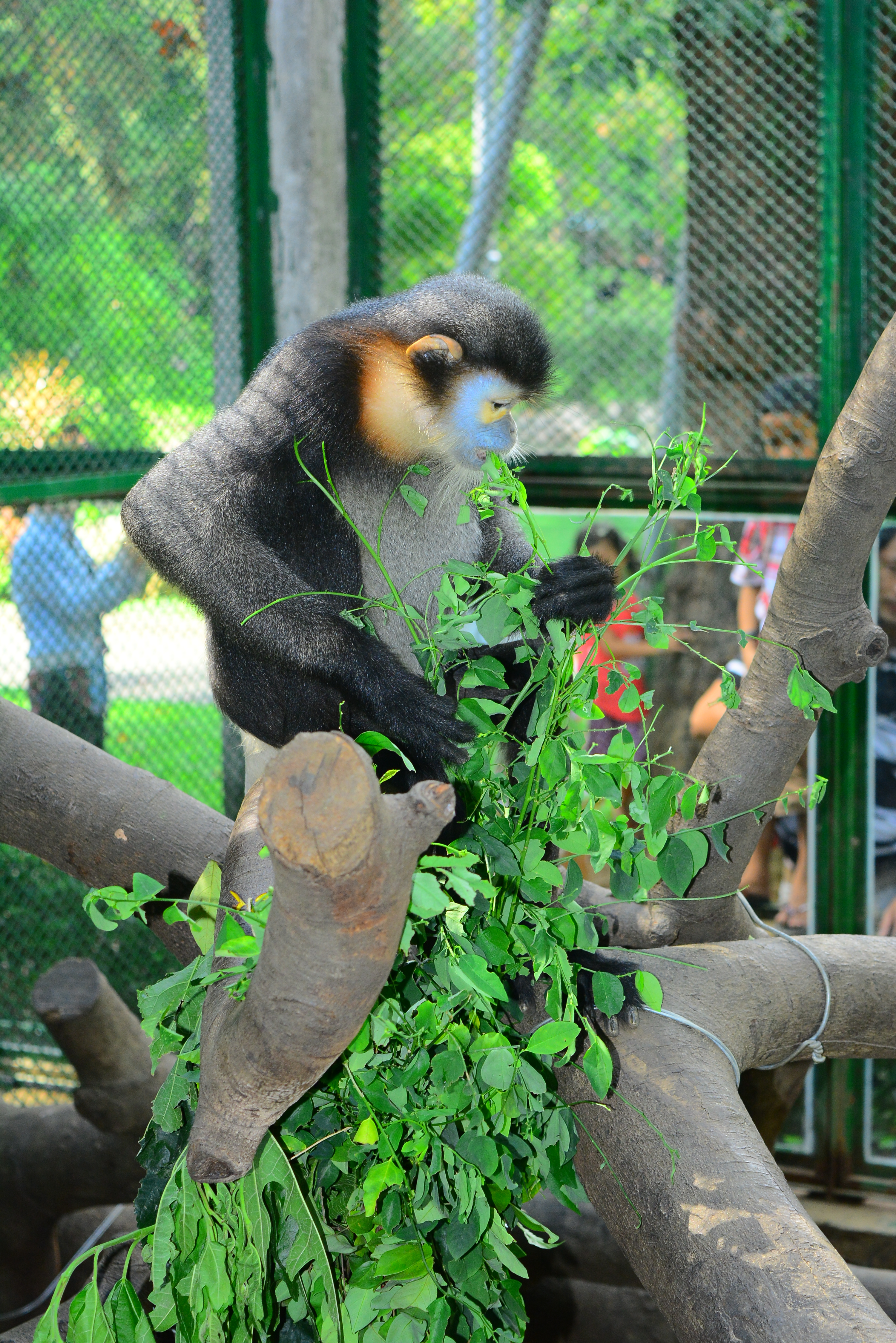 CHÀ VÁ CHÂN ĐEN_ full_1