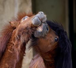 GIA ĐÌNH NGỰA LÙN