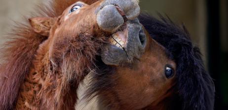 GIA ĐÌNH NGỰA LÙN