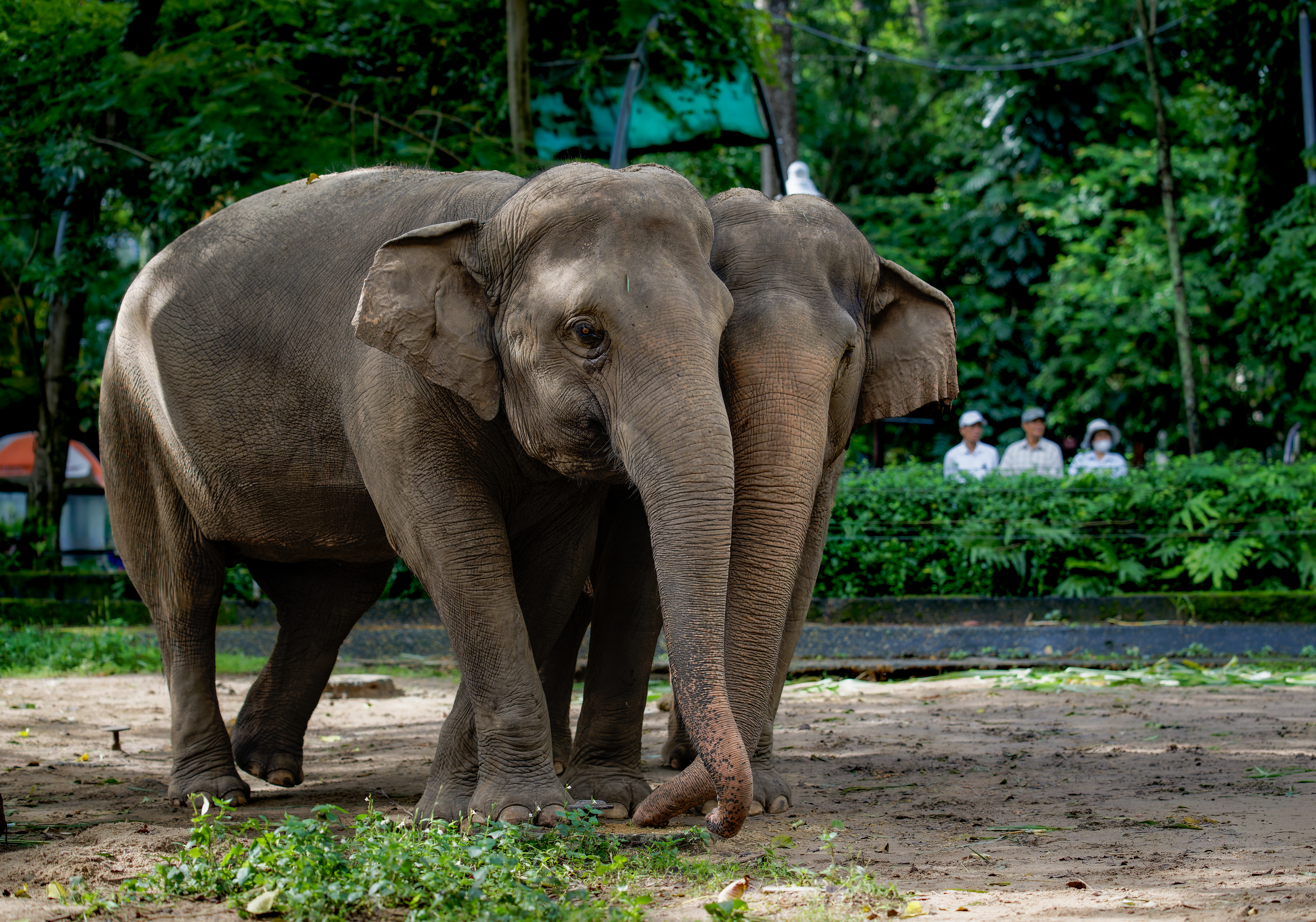 VOI CHÂU Á_ full_2